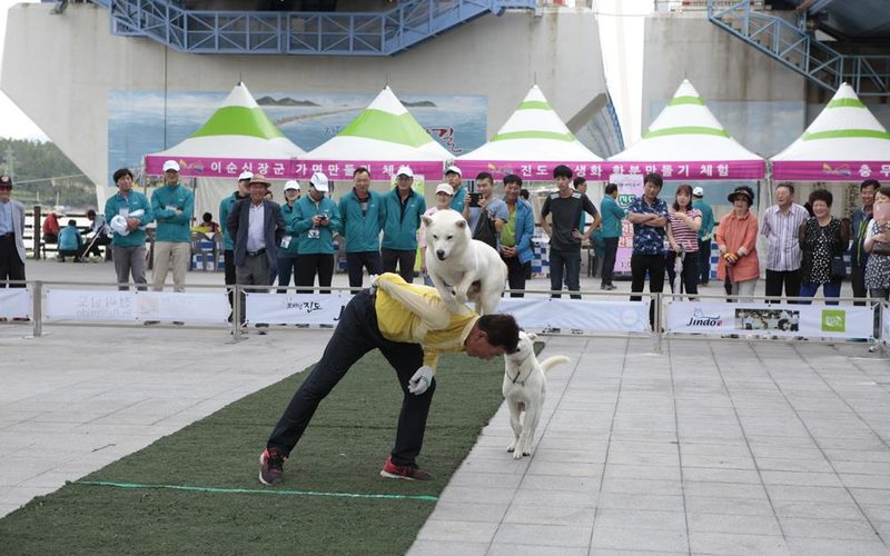 2026 명량대첩축제 총정리|일정·공연·불꽃쇼·체험·주차 정보 6 2026 명량대첩축제 진도개 독 스포츠